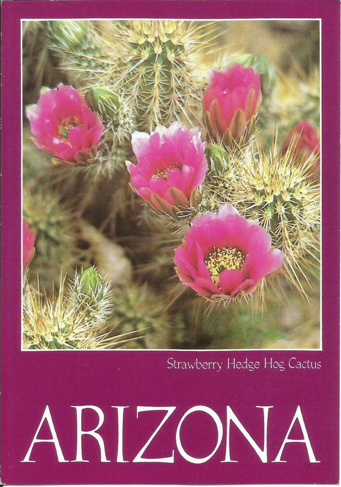Arizona Strawberry Hedge Hog Cactus Unused Postcard