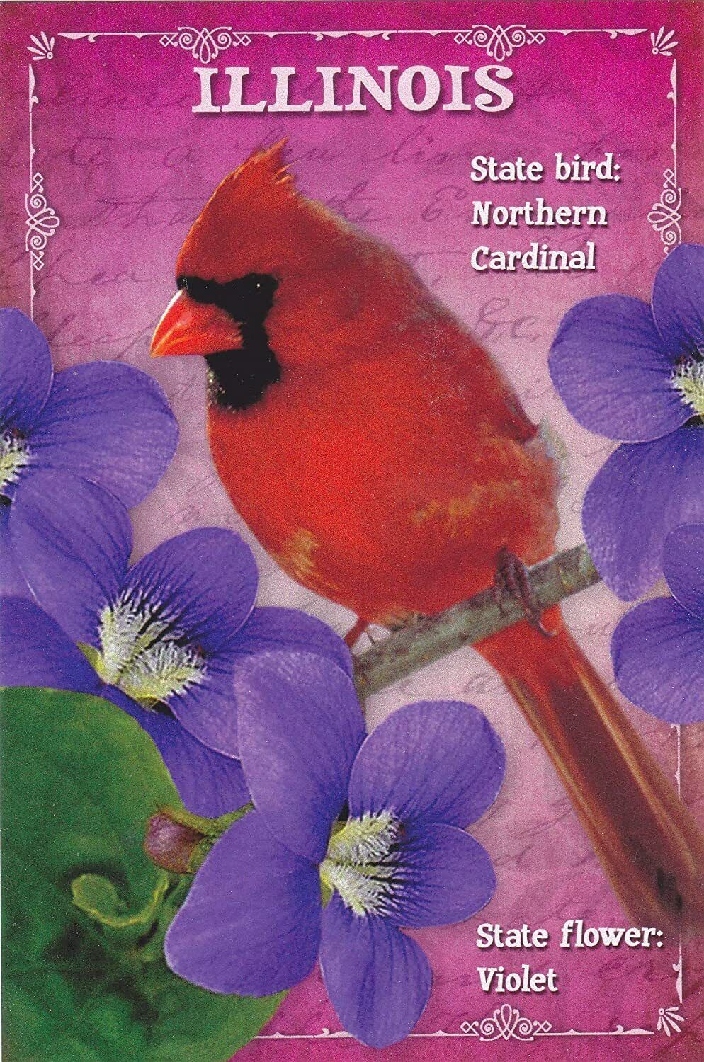 ILLINOIS, State bird Northern Cardinal, One 1 Card  STATES3ILL